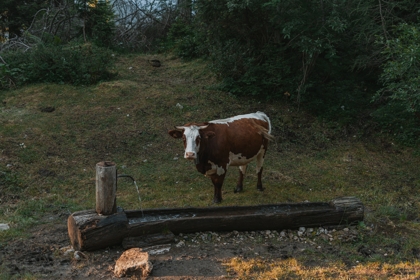 Camminata al Rifugio Carestiato