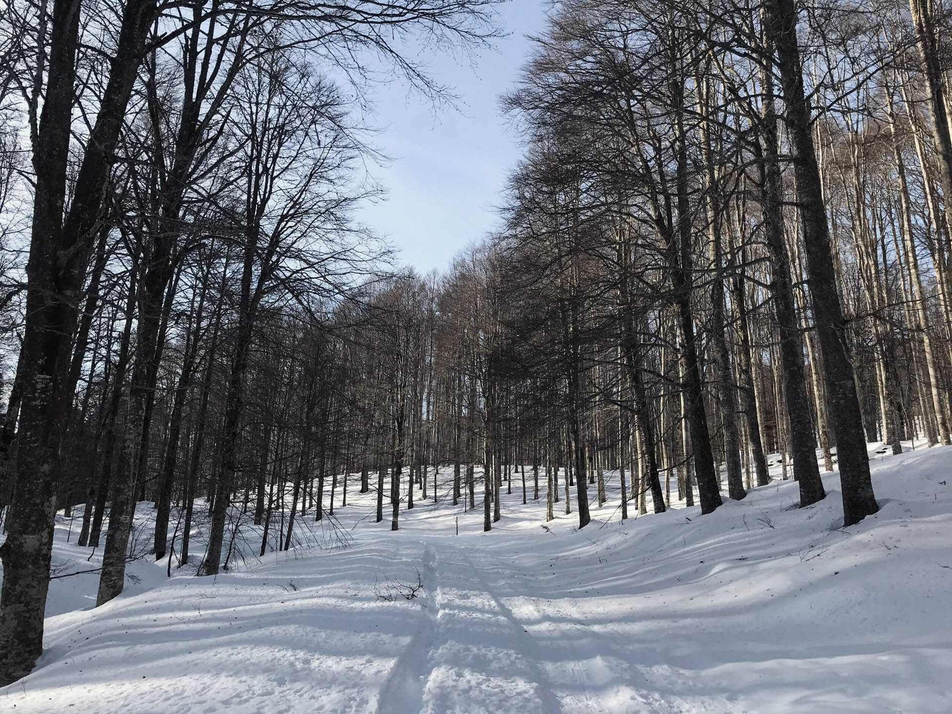 Sci alpinismo e ciaspolata al Monte Pizzoc