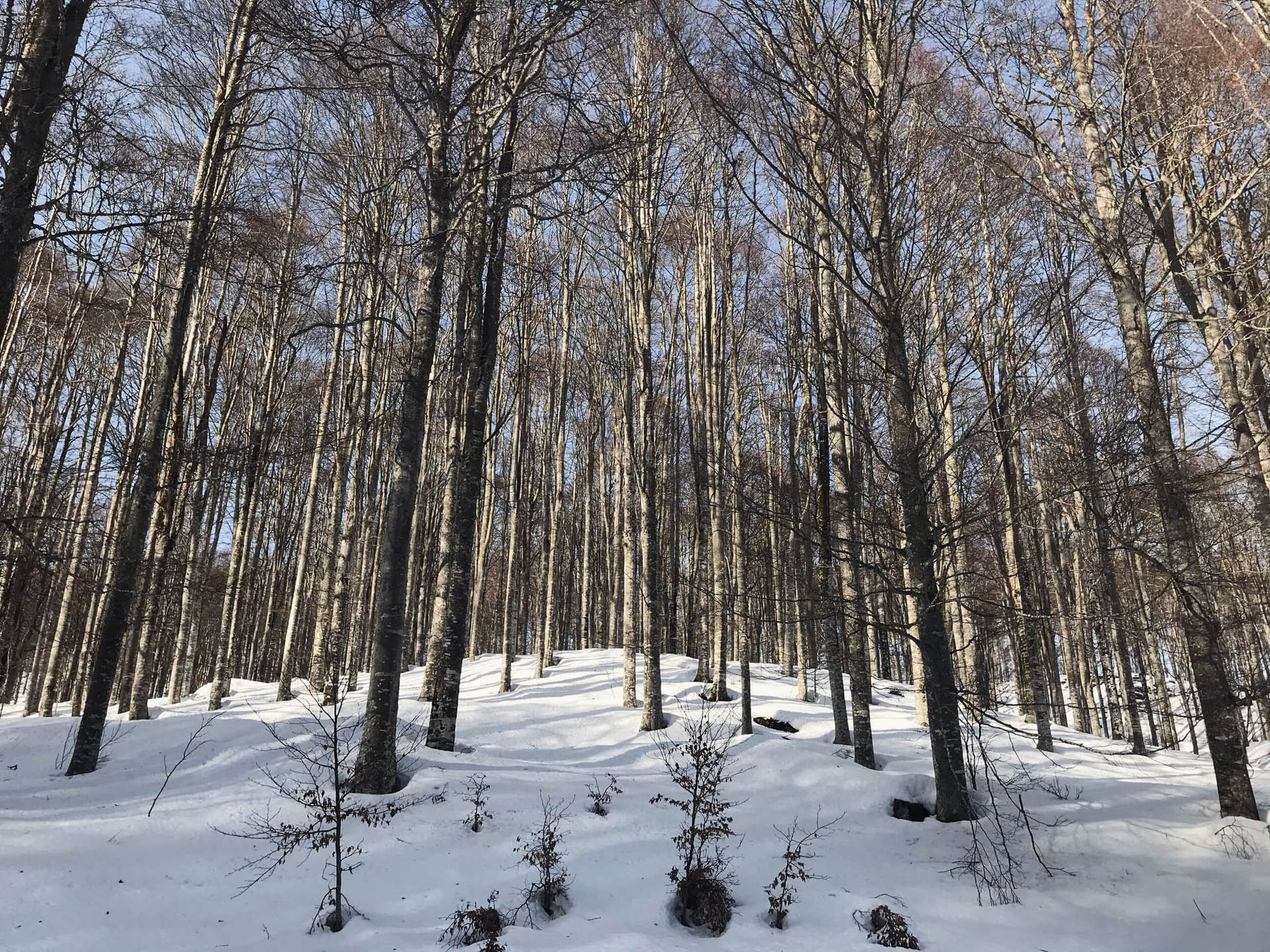 Sci alpinismo e ciaspolata al Monte Pizzoc