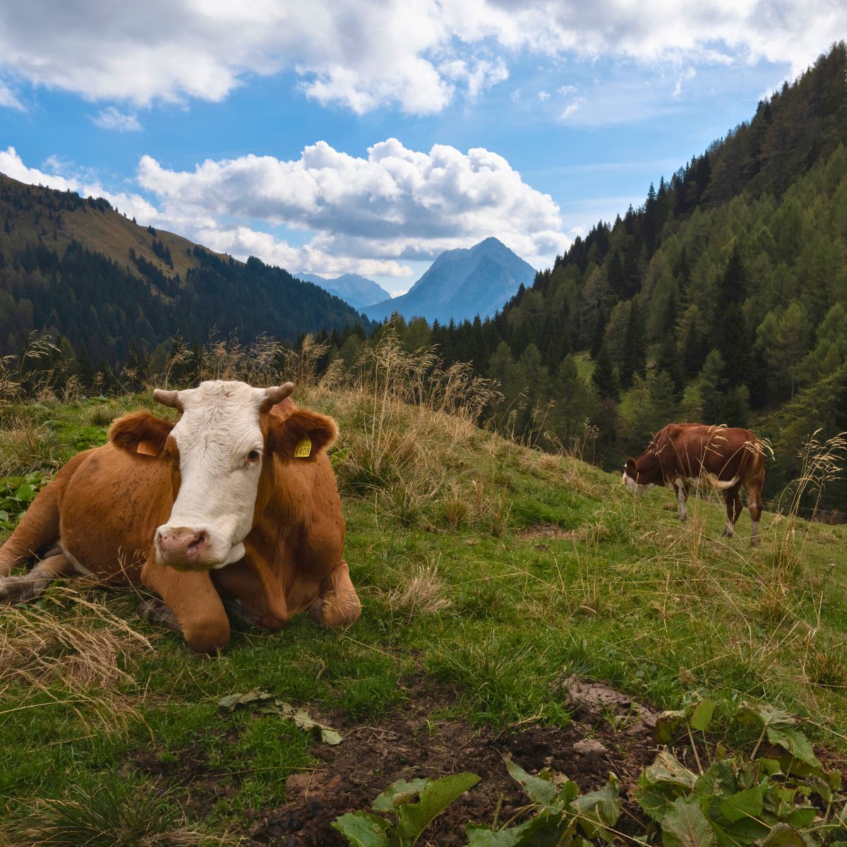 4 giorni di MADE Trek self-guided: da Passo Pramollo a Monte Lussari - Dolomist