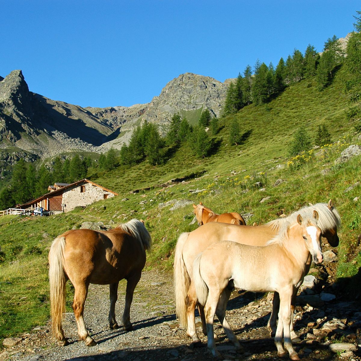 Self-guided trek tra malghe e rifugi nel Parco dello Stelvio - Dolomist