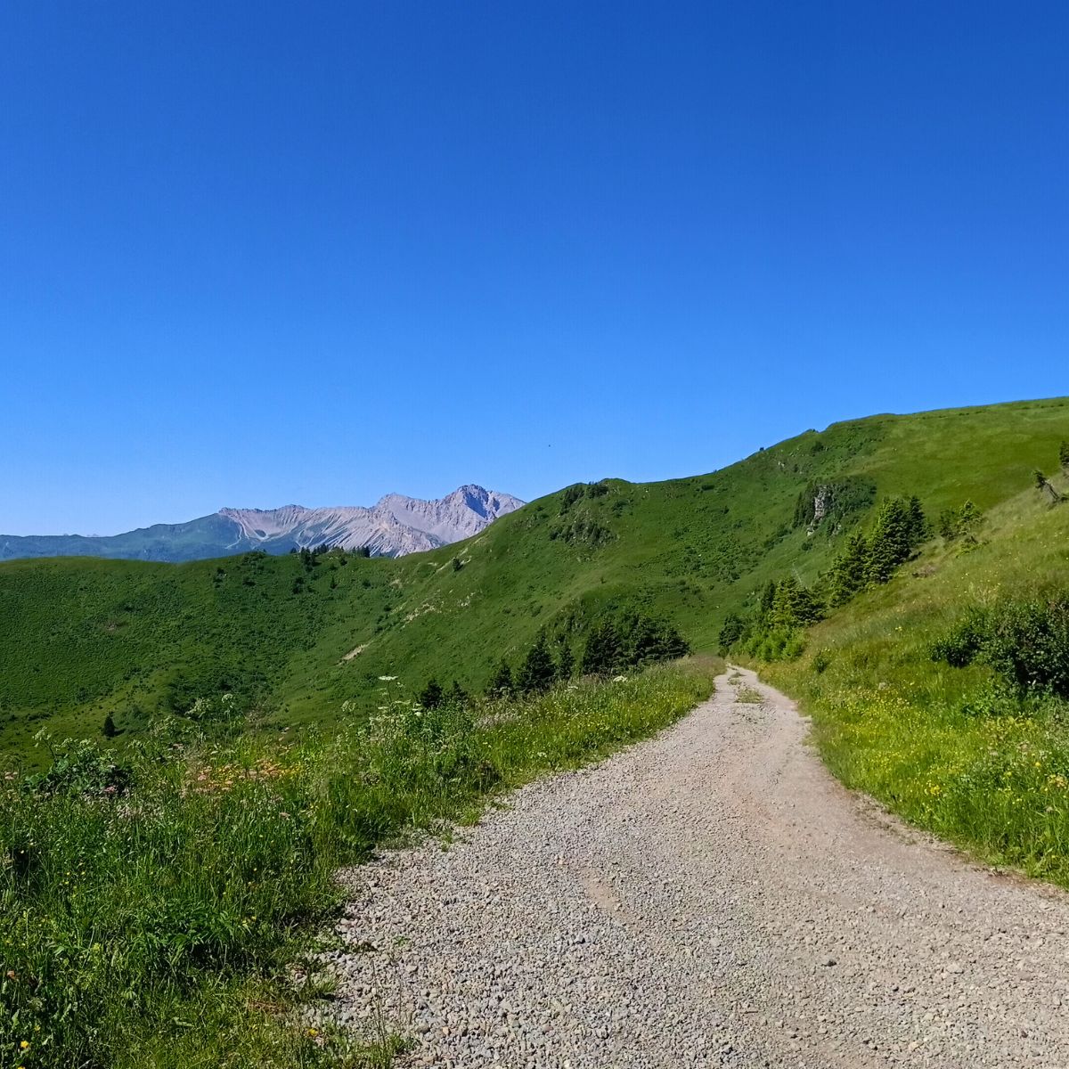 Bike trek tra le Alpi Carniche: tra Avventura e Natura - Dolomist