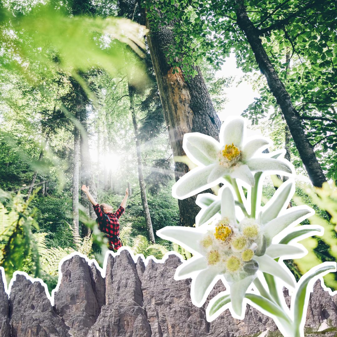 2 giorni al Rifugio Giaf: botanica alpina, notte stellata, forest bathing e concerto musicale 🌿✨🌲🎷 - Dolomist