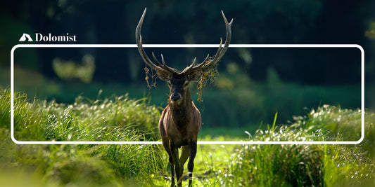 Cervo maschio durante il bramito nelle Dolomiti