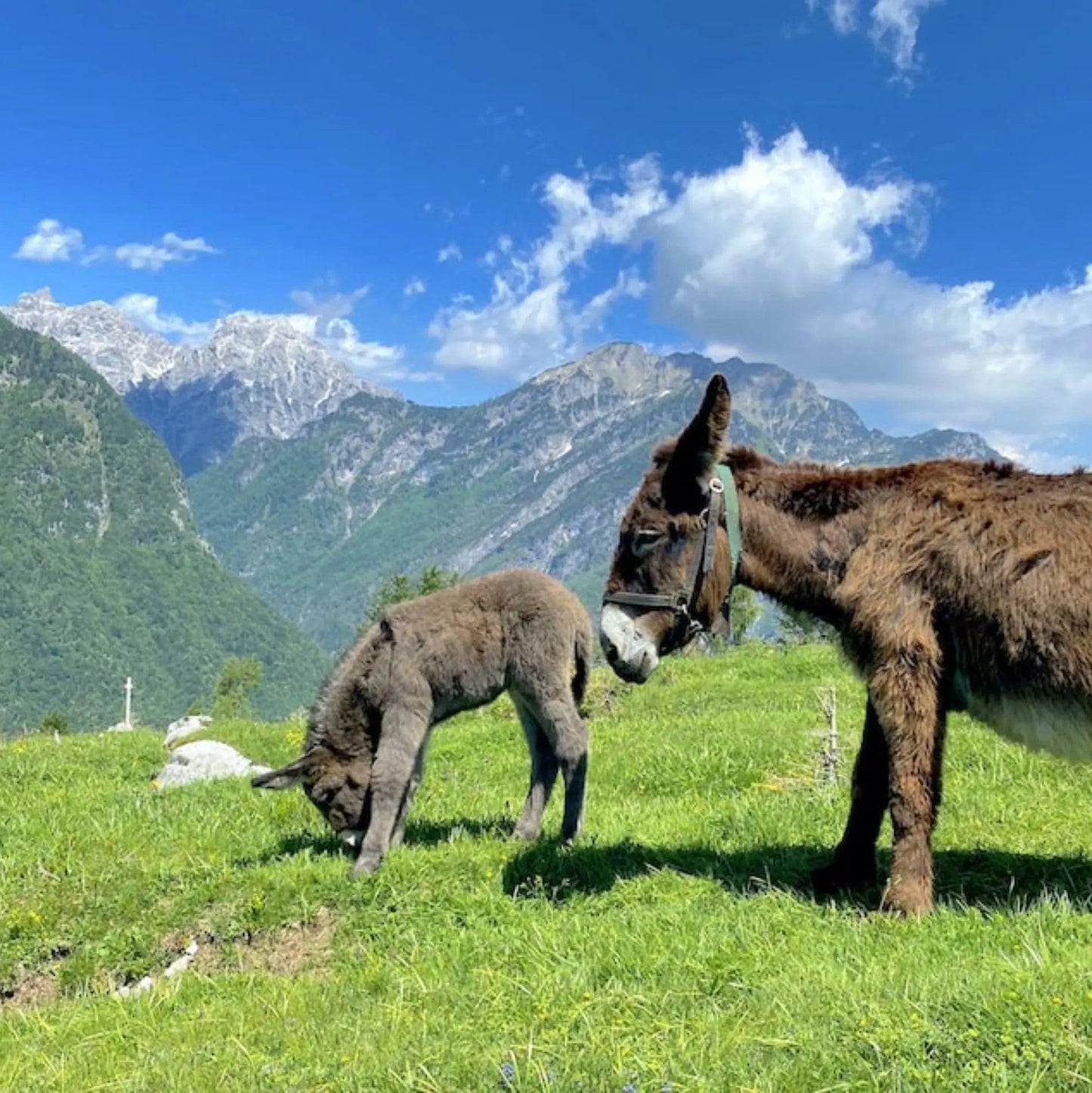 2 giorni nelle Dolomiti Friulane: musica, notte di stelle, yoga e degustazione in casera ⛺️🏔️✨ - Dolomist