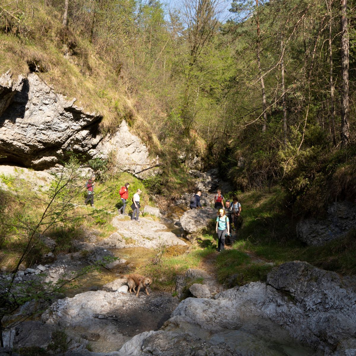 Dog Trekking alla Collina dei Delfini - Dolomist