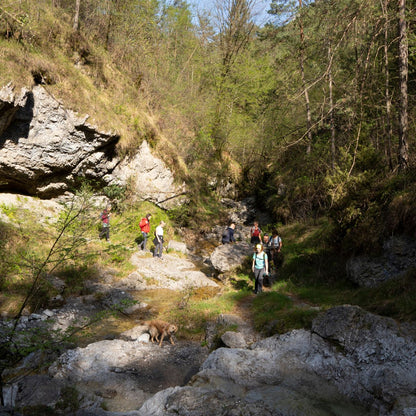 Dog Trekking alla Collina dei Delfini - Dolomist