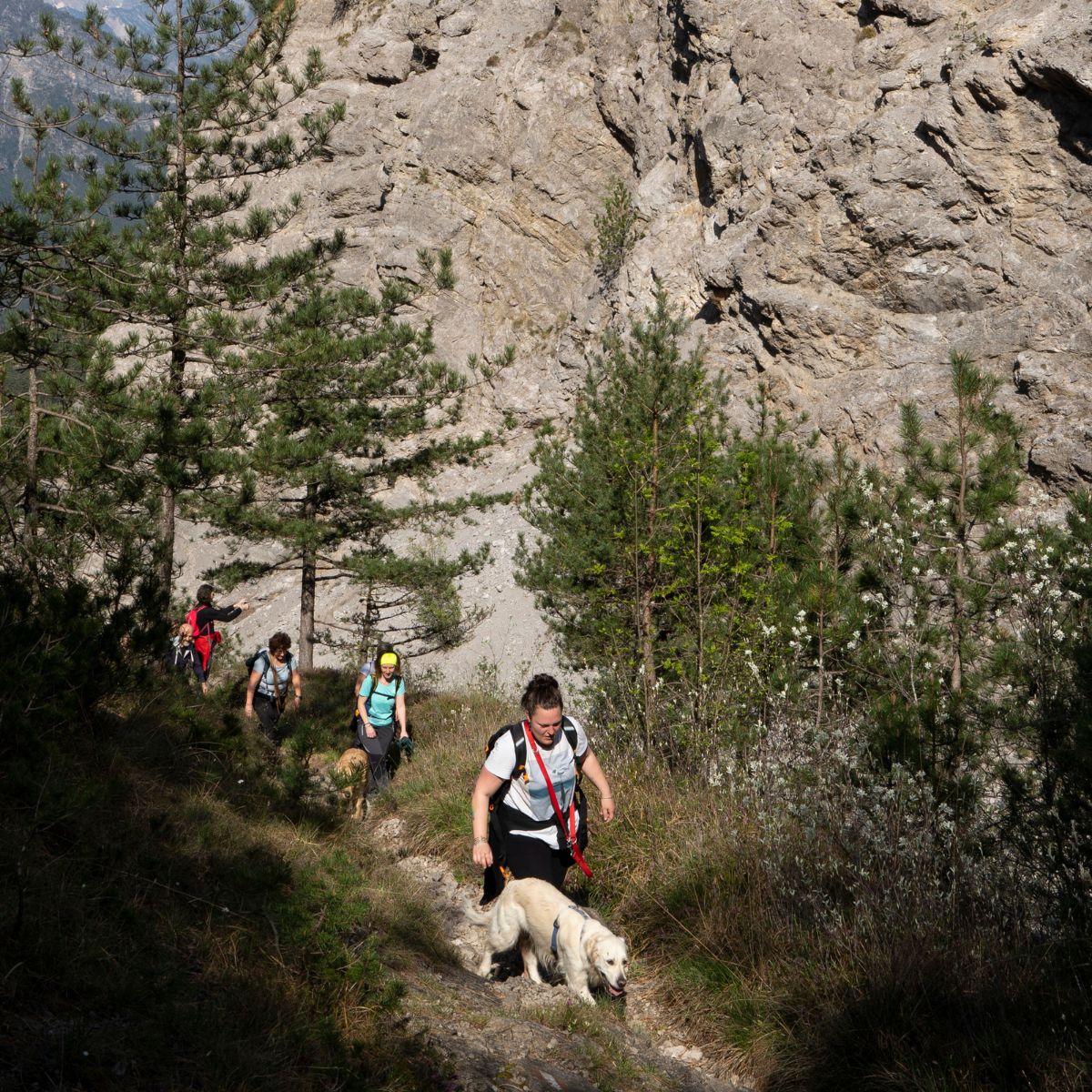 Dog Trekking alla Collina dei Delfini - Dolomist
