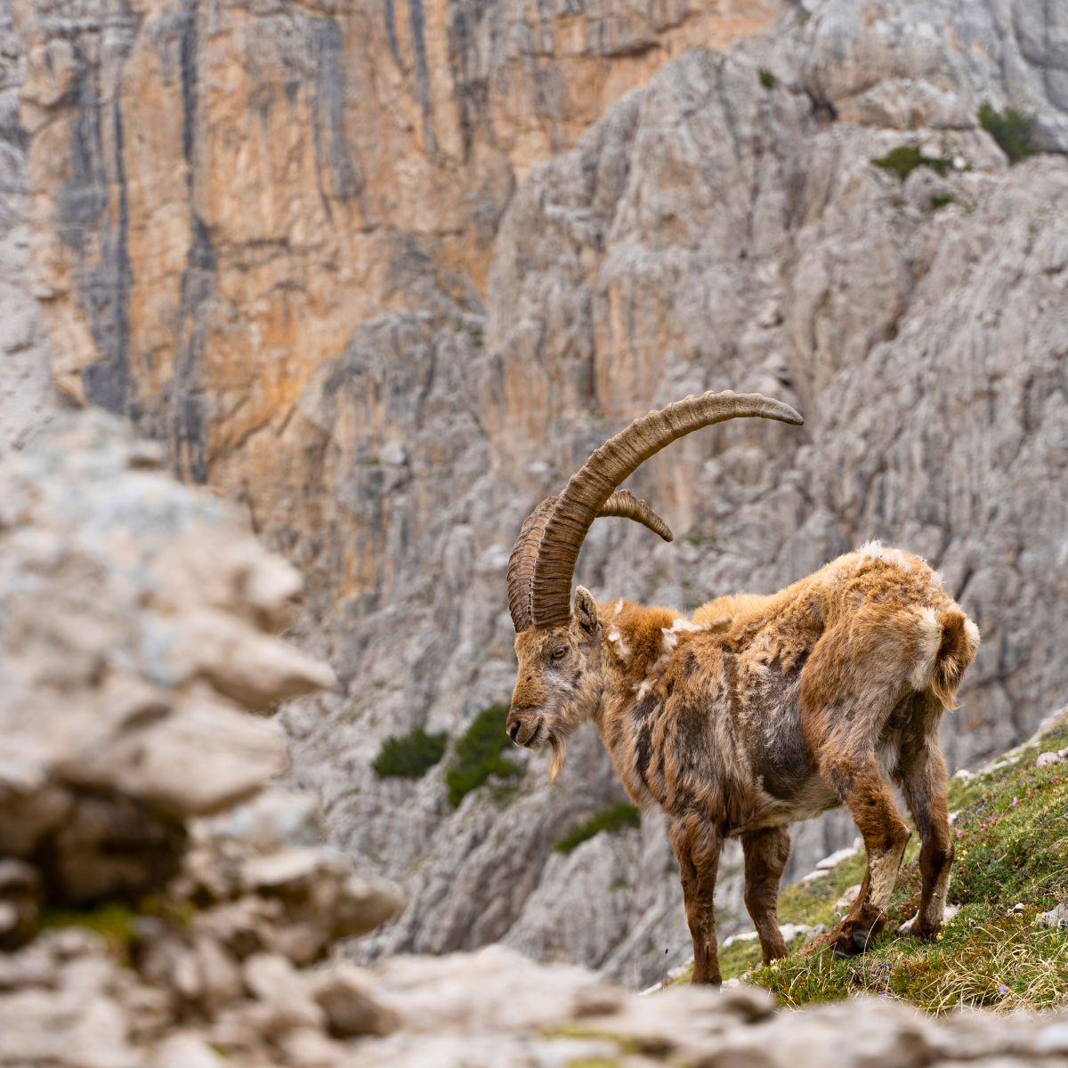 Tour guidato di 5 giorni all'Anello delle Dolomiti Friulane - Dolomist