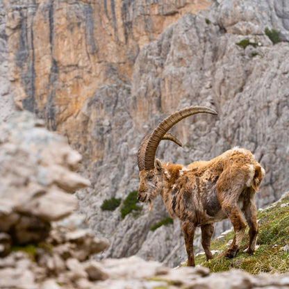 Tour guidato di 5 giorni all'Anello delle Dolomiti Friulane - Dolomist