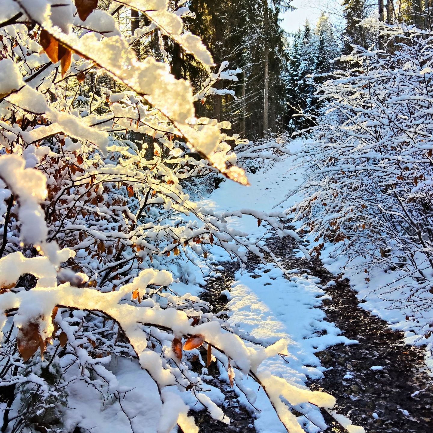2 Tage Schneeschuhwandern in den Karnischen Alpen