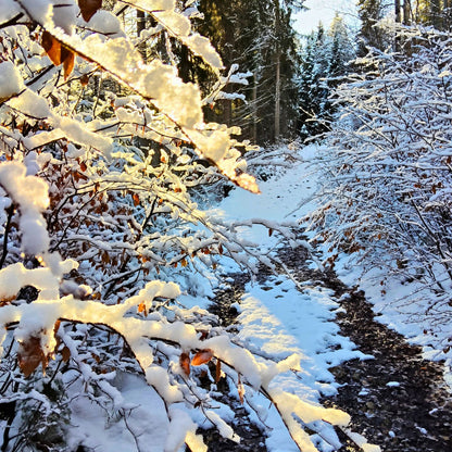 2 Tage Schneeschuhwandern in den Karnischen Alpen