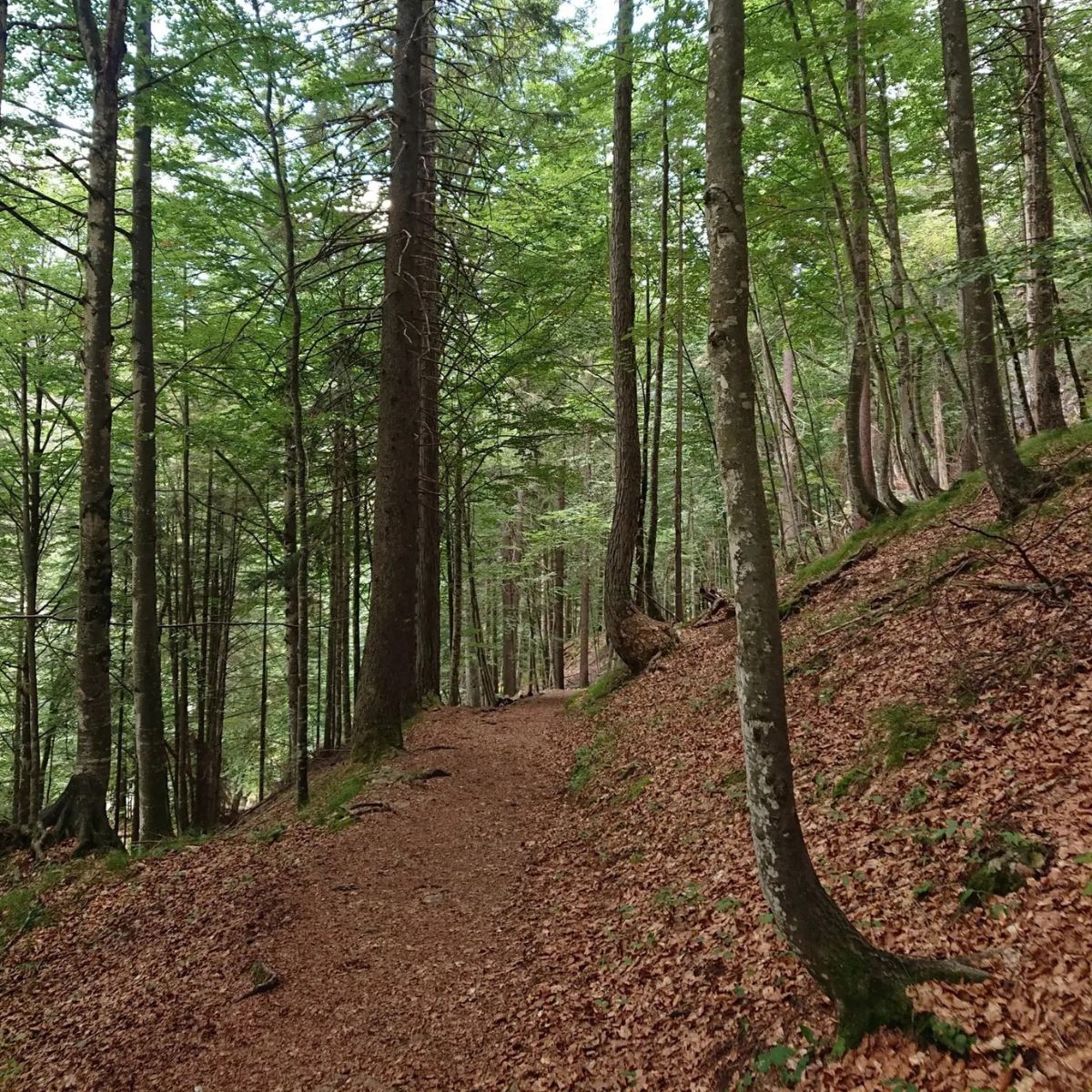 Escursione al Rifugio Giaf - Dolomist
