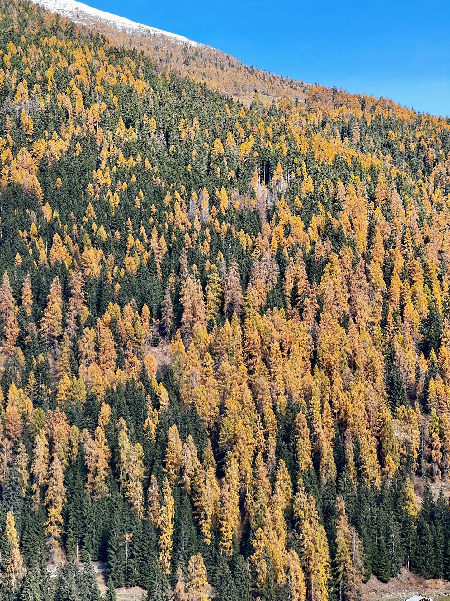 Foliage e Forest Bathing nelle Dolomiti: Immergiti nella Natura ⛰️🎒🌱