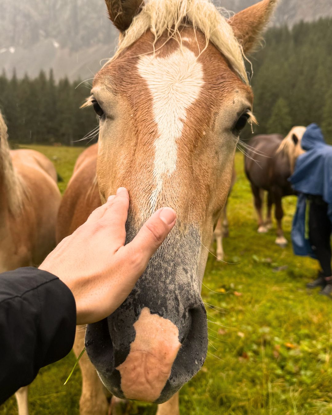 MADE Trek | Trekking 6–10 Giorni sulle Alpi Carniche - Dolomist